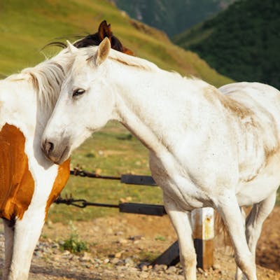 A graceful white horse outdoors, enjoying the warmth in a scenic pasture, embodying tranquility and nature.