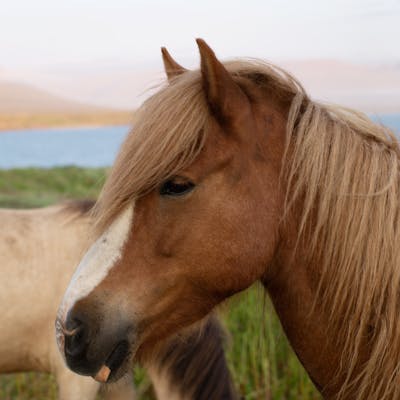 A majestic Icelandic horse with a flowing mane stands by a serene lake in Iceland.
