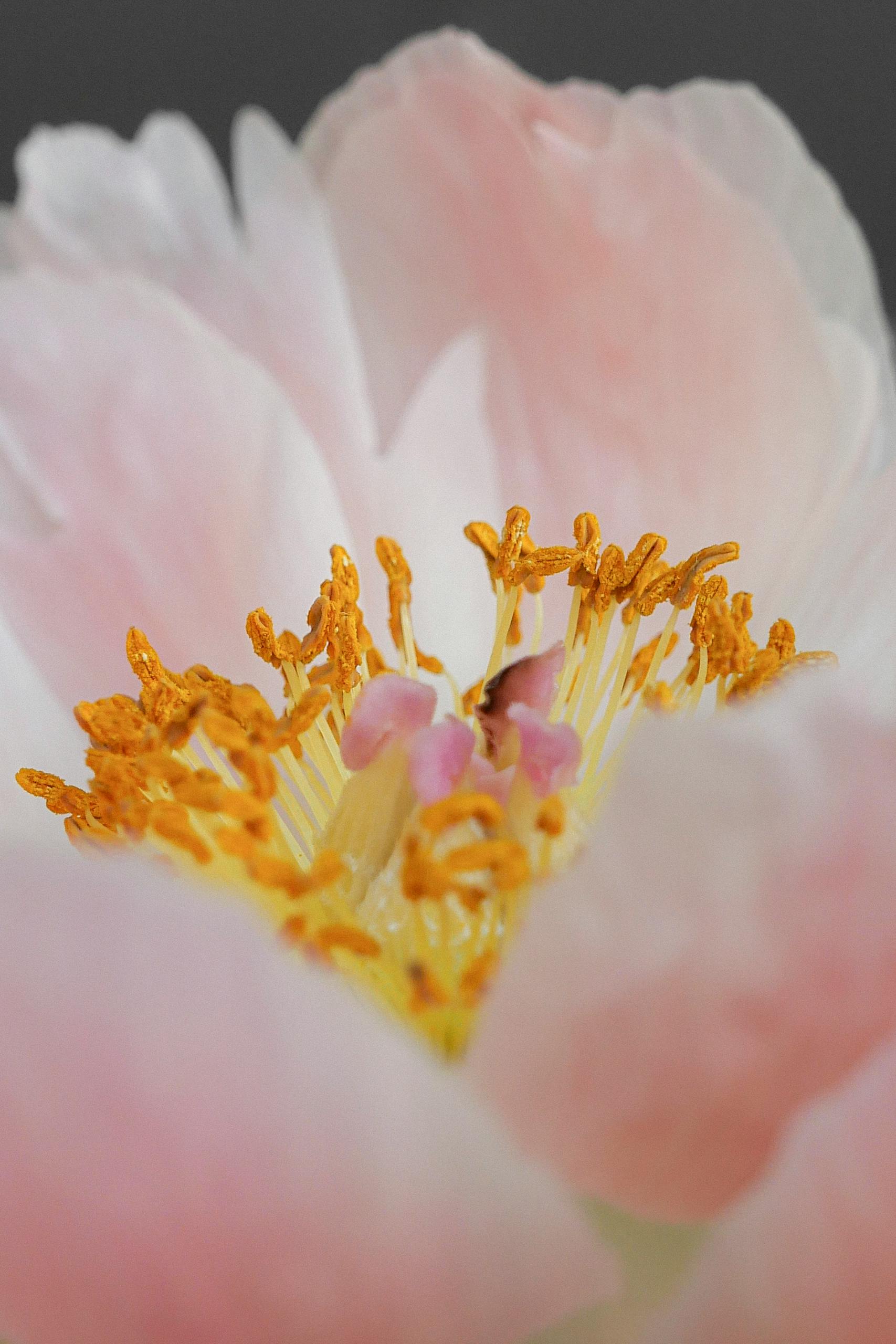 Detailed macro shot of a blooming pink peony highlighting its yellow stamens and soft petals.