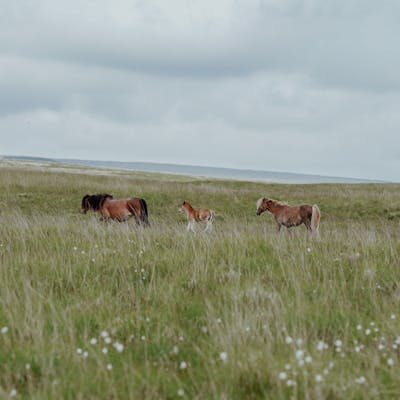Group of horses and a colt grazing peacefully in a vast, green meadow under a cloudy sky.
