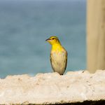 A vibrant yellow bird perched on a stone with the ocean in the background.