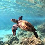 Explore the vibrant underwater world of Hawaii with this captivating image of a sea turtle gracefully swimming among coral reefs.