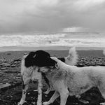 Two dogs playing on a stormy Batumi beach in a monochrome setting.
